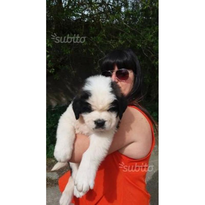 Strepitosi cuccioli san bernardo taglia gigante