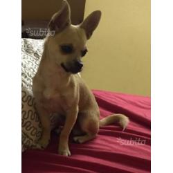 Chihuahua