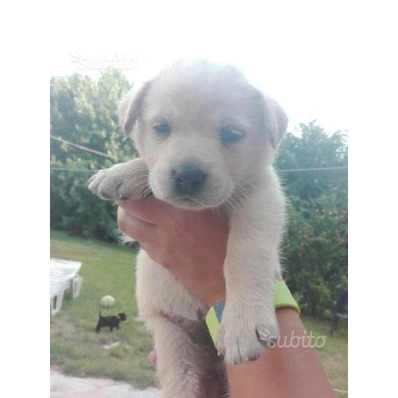 Cuccioli labrador