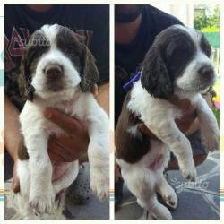 Cuccioli springer spaniel