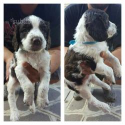 Cuccioli springer spaniel