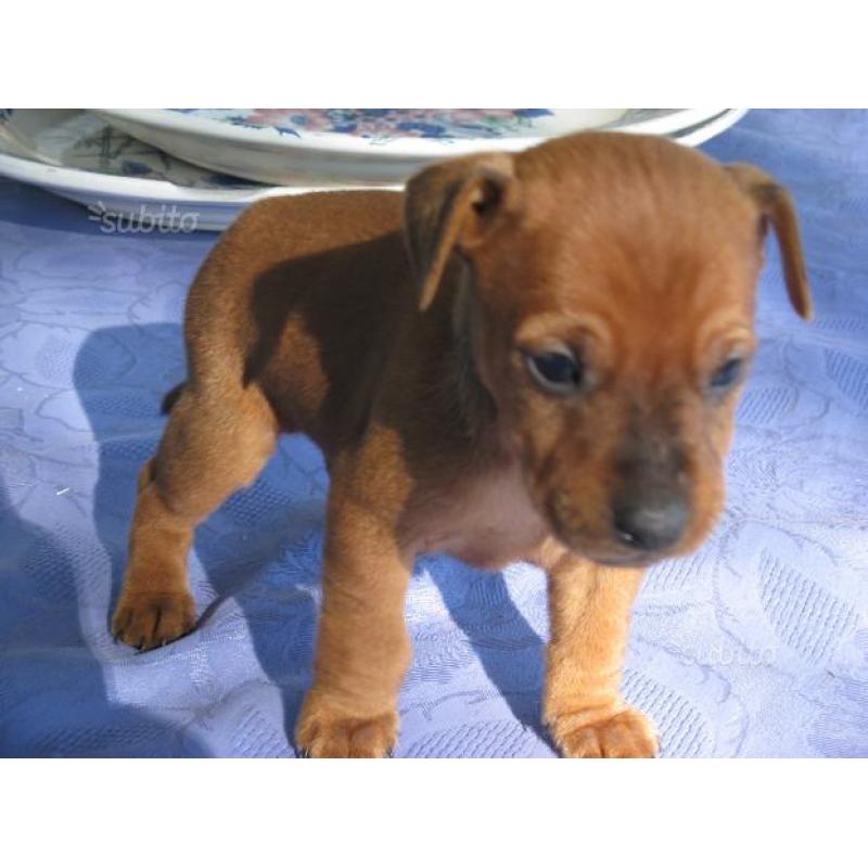 Cuccioli di Pinscher