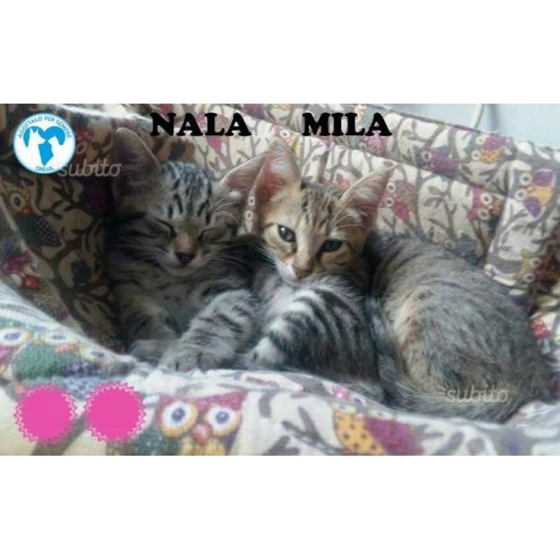 NALA E MILA, micine in adozione