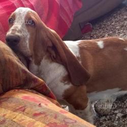 Cucciolo bassethound 7 mesi