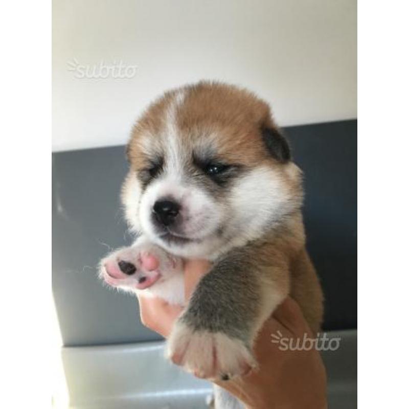 Cuccioli Akita Inu con Pedigree