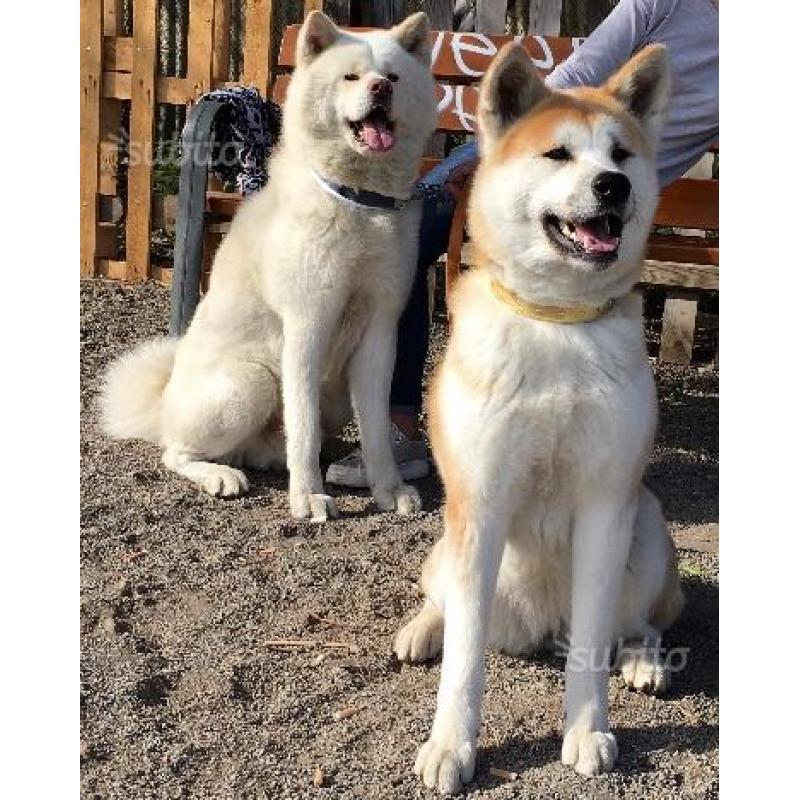 Cuccioli Akita Inu con Pedigree