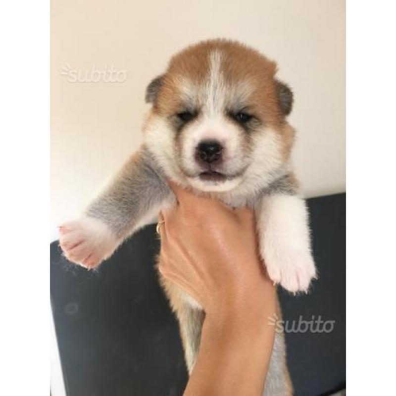 Cuccioli Akita Inu con Pedigree