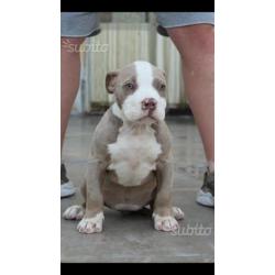 American Bully