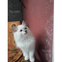 Cuccioli Ragdoll disponibili