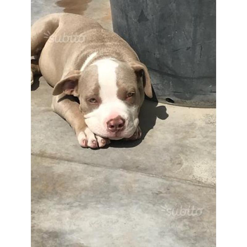 American Bully