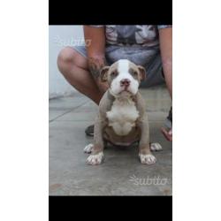 American Bully