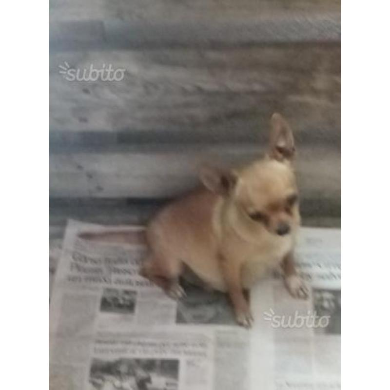 Cuccioli di Chihuahua