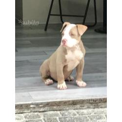 American Bully