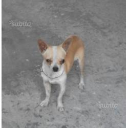 Cuccioli di Chihuahua