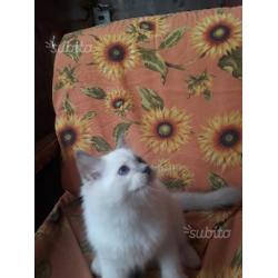 Cuccioli Ragdoll disponibili