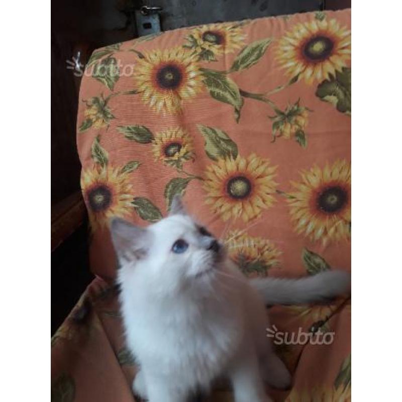 Cuccioli Ragdoll disponibili