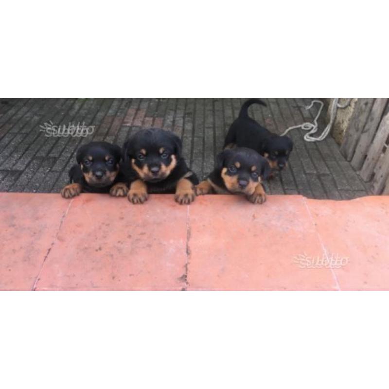 Cucciole di rottweiler