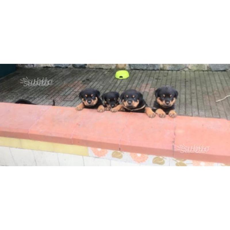 Cucciole di rottweiler