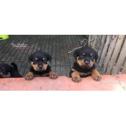 Cucciole di rottweiler