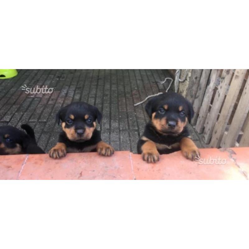 Cucciole di rottweiler