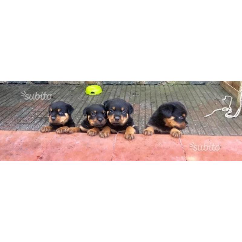 Cucciole di rottweiler