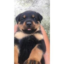 Cucciole di rottweiler