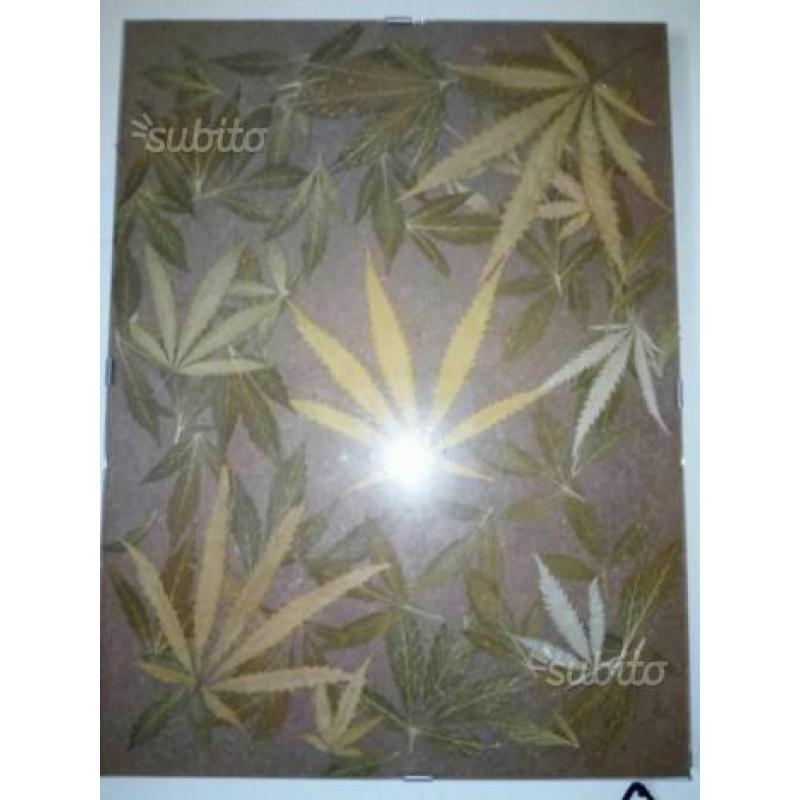 Quadro foglie di cannabis