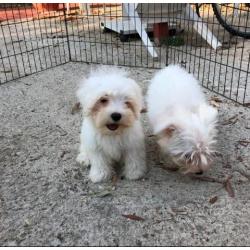 Cuccioli maltese toy