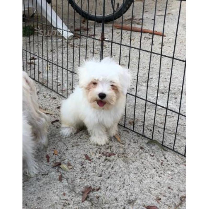 Cuccioli maltese toy