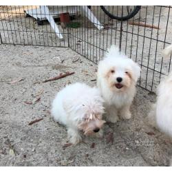 Cuccioli maltese toy