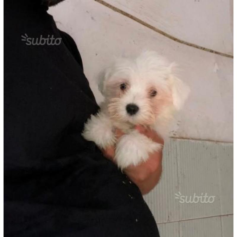 Cuccioli maltese toy