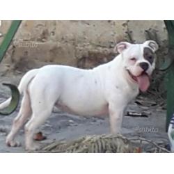 American Bully poket