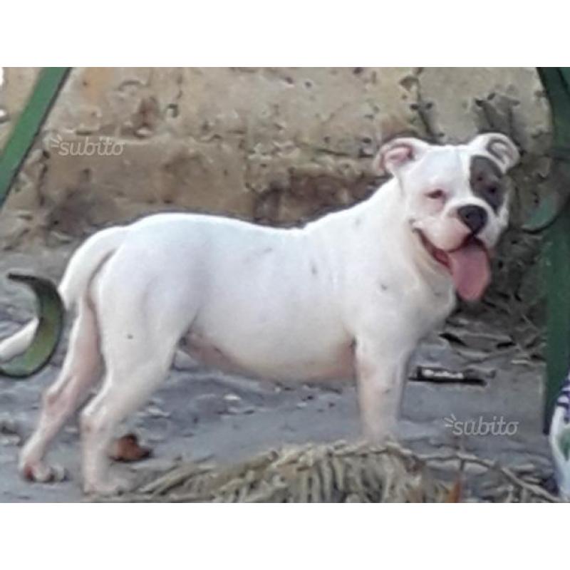 American Bully poket