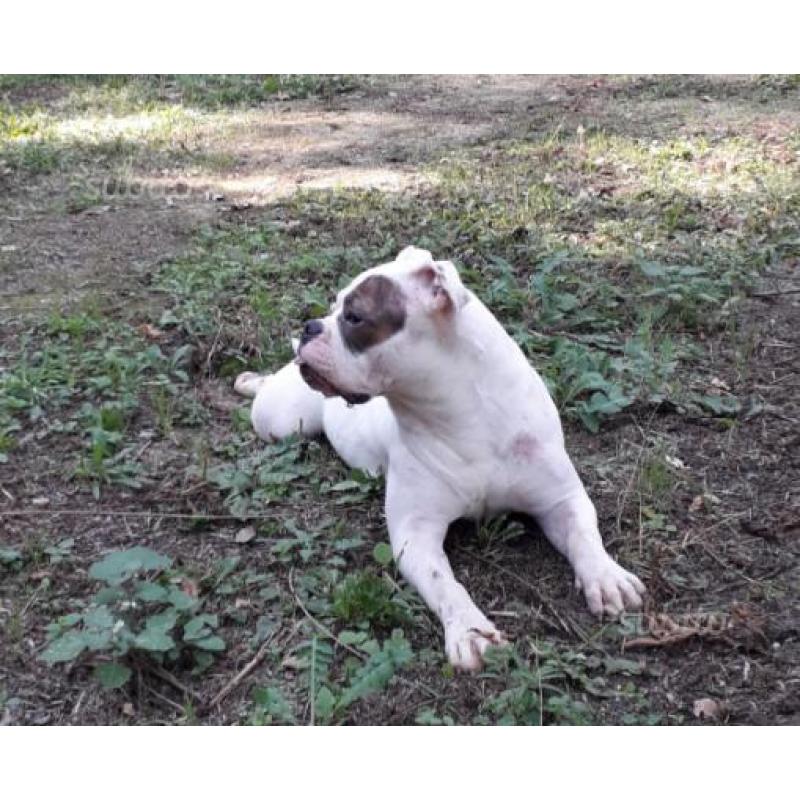 American Bully poket