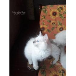 Cuccioli Ragdoll disponibili