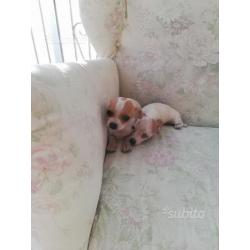 Cuccioli di Chihuahua