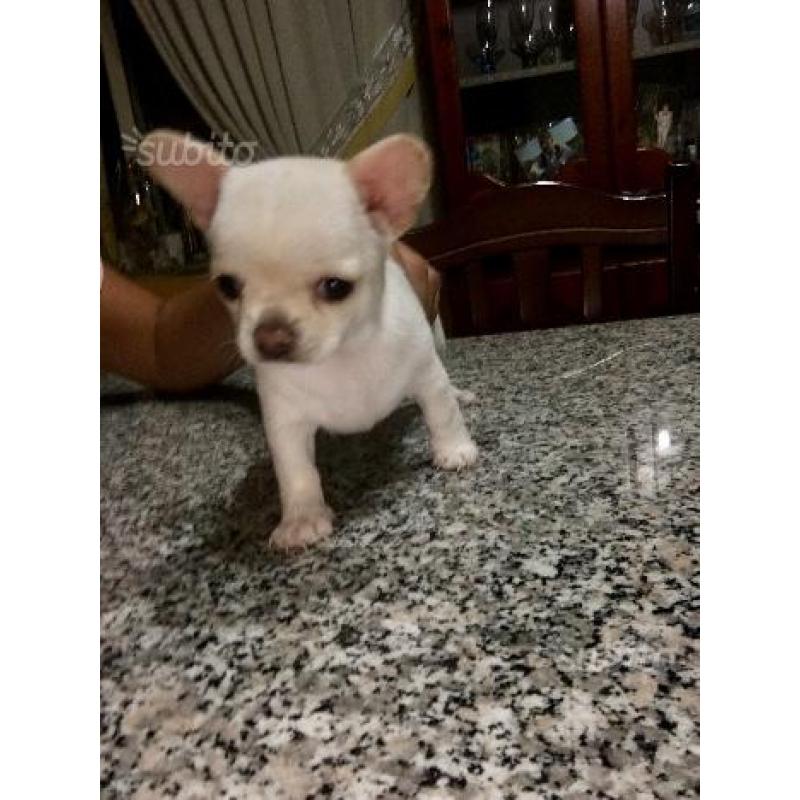 Chihuahua maschio mini