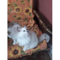 Cuccioli Ragdoll disponibili