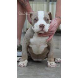 American Bully